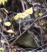 Steinwesen...breite Nase, geschlossene Augen, sitzt lächelnd an einem Waldhang