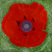 Papaver Oriental (acrylique sur toile, 100X100)