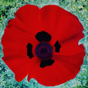 Papaver oriental (acrylique sur toile- 100X100)