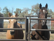 Willow & Shoney (affectionately known as William and Shoney Poney)