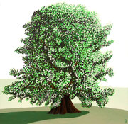 Die achthunderjährige Linde von Linn (Bözberg), 60x60 (2014)