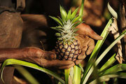 Eine kleine Bio Ananas 