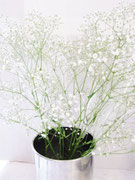 かすみ草