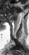 久保田　希与子            勉強歴　9年3カ月                何千年もの長い間、厳しい自然の中で力強く生き抜く屋久杉に、出会えた感動を描いてみました。