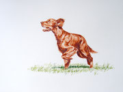 Phelan (Irish Setter) - Aquarell