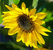 Sonnenblume in unserem Garten