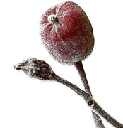 Apfel im Frost