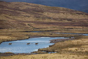 Rothirsche am River Spey