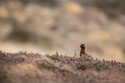 Schottisches Moorschneehuhn ♀