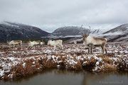 Rentiere in den Cairngorm Mountains