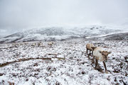 Rentiere in den Cairngorm Mountains