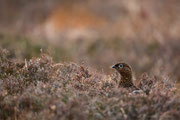 Schottisches Moorschneehuhn ♀