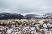 Rentiere in den Cairngorm Mountains