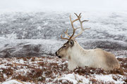 Rentier in den Cairngorm Mountains