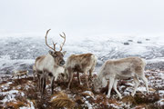 Rentiere in den Cairngorm Mountains