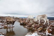 Rentiere in den Cairngorm Mountains