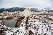 Rentiere in den Cairngorm Mountains