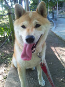 お決まりの公園での休憩タイムです。藤棚の下で涼しいね！