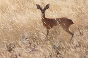 Steinbock