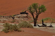 Dead Vlei