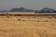 Namib-Naukluft-Park