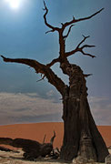 Dead `Vlei