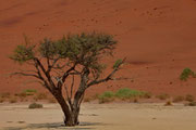 Baum im Sossusvlei