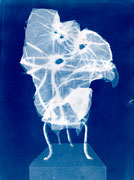 Andreas Jonak, 2024, "shot", cyanotype on paper, 21 cm x 27,9 cm