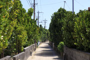 1663渡名喜島