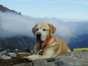auf dem Gipfel des Gällihorn's