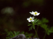 白山一花