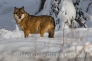 Wolf, NP Bayerischer Wald, Deutschland