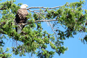 Bald Eagle - Weißkopfseeadler