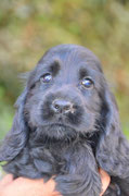 black girl 8 weeks ( available)