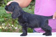 black girl 8 weeks ( available)