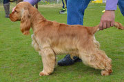 COSTOPA'S THE GODFATHER ( Derek) entered 31.3.12- 1.4.12 got 2 x1st exc Best Junior of Breed and the titles of Junior Champion of Cyprus, Bulgaria and Moldova
