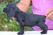 black girl ( docked tail) 8 weeks ( available )