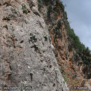 Diptam-Dost (Origanum dictamnus) kommt natürlich nur auf der griechichen Insel Kreta vor, hier in einer Schlucht.