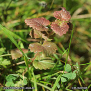 Gundermann (Gundelrebe), Glechoma hederacea, rot überlaufen