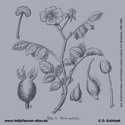 Essig-Rose, Rosa gallica