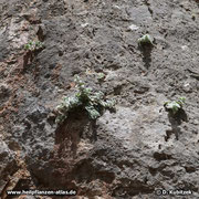 Diptam-Dost (Origanum dictamnus) wächst hier hoch an einem unzugänglichen Felsen.