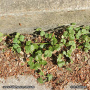 Gundermann (Gundelrebe), Glechoma hederacea, am Straßenrand.