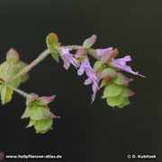 Die Blüten von Diptam-Dost (Origanum dictamnus, hier kultiviert) hängen in Ähren mit großen Deckblättern. An natürlichen Standorten können die Deckblätter überwiegend rötlich werden.