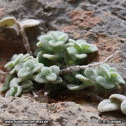 Diptam-Dost (Origanum dictamnus) wächst in Ritzen und Spalten an steilen Kalkfelsen.