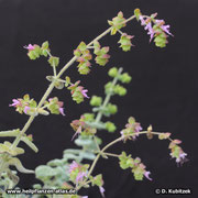 Diptam-Dost (Origanum dictamnus, hier kultiviert) blüht von Juni bis September.