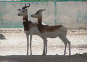 Dama Gezelle (Gazella dama ruficollis) im Al Wabra Wildlife Preservation Center