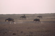 Gnus in der Abendsonne (Amboseli)