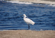 Das Vogelreservat von Walvis Bay stellt den bedeutendsten Watbereich im südlichen Afrika dar. Hier ein Seidenreiher (Egreta garzeta).