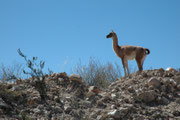 Guanacos gibt es in den Hochebenen (Altiplano) von Peru, Bolivien, Ecuador, Kolumbien, Chile und Argentinien bis auf eine Höhe von 4000 m. Um auf dieser Höhe leistungsfähig zu sein, enthält ihr Blut etwa vier Mal mehr rote Blutkörperchen als Menschenblut.