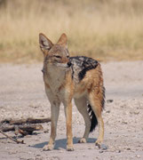 Es ist erstaunlich, wie zutraulich einzelne Schabrackenschakale (Canis mesomelas) sind. Die Art hat ein faszinierendes Sozialverhalten. Zwar gehen sie eine lebenslange Paarbindung ein, aber sie können auch in kleineren Rudeln (= Familienverbänden) leben.